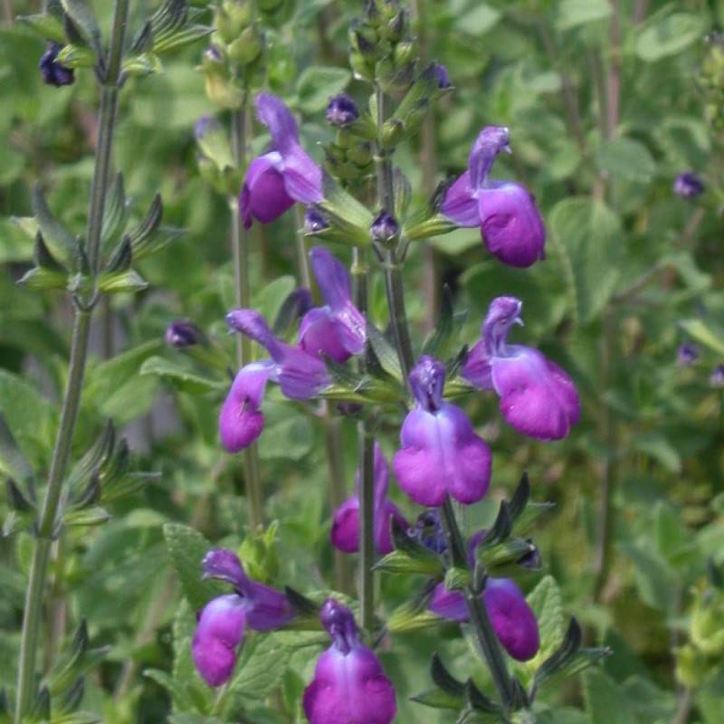 Sauge d'automne Mirage™ Violet à fleurs Violette/ - feuillage Caduc - Pot de 4L - 40/60 cm - Imagen 1