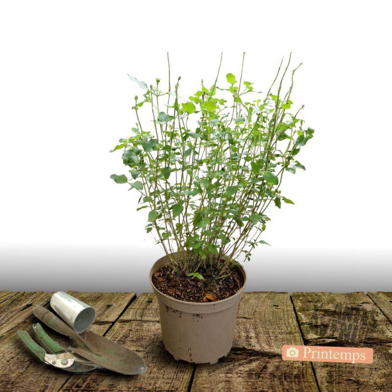 Sauge d'automne Mirage™ Violet à fleurs Violette/ - feuillage Caduc - Pot de 4L - 40/60 cm - Imagen 4