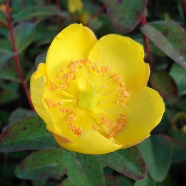 Promesse de Fleurs - Hypericum dummeri Peter Dummer - Millepertuis Pot de 3L/4L - Image 1