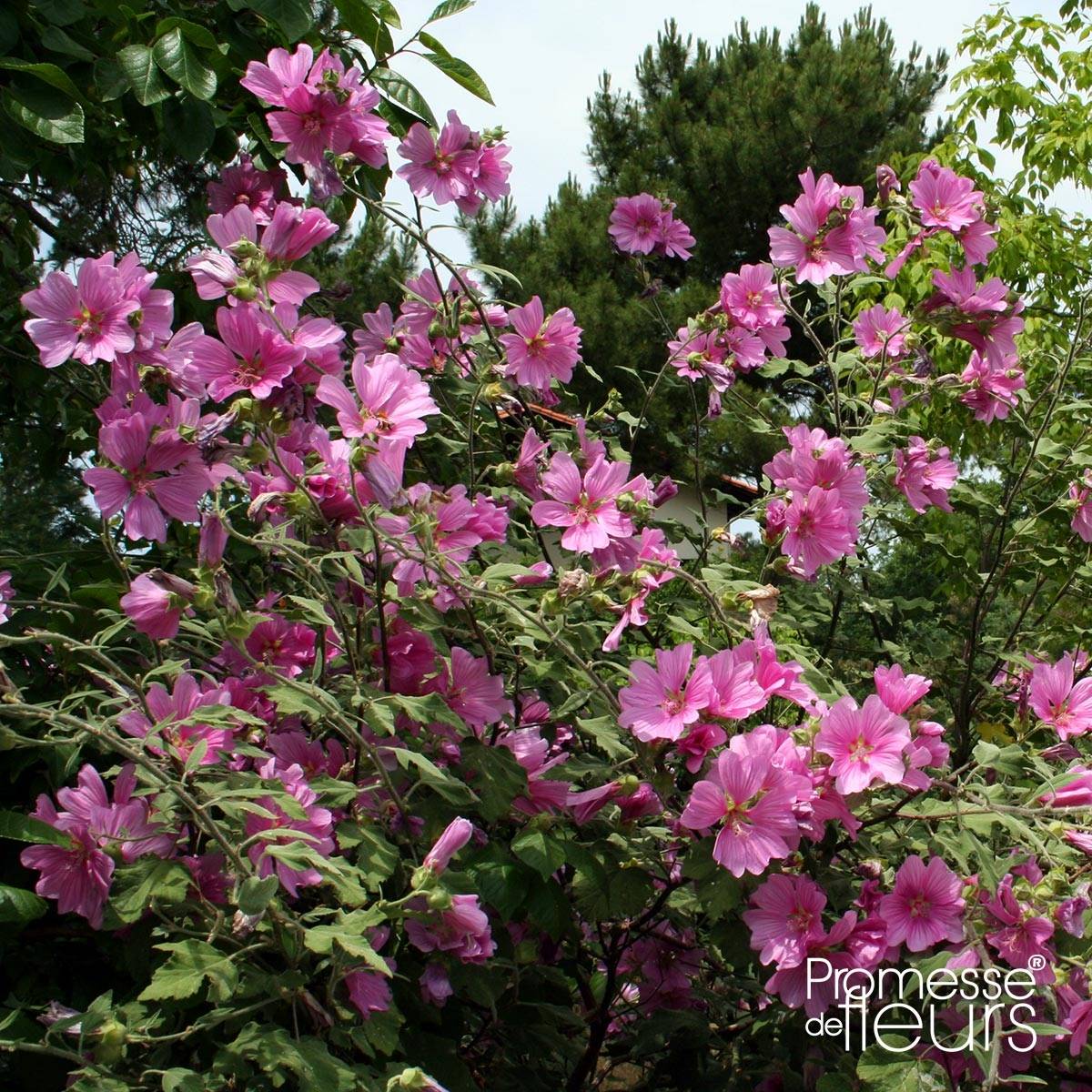 Lavatère d'Hyères - Lavatera olbia Rosea Pot de 2L/3L - Image 1