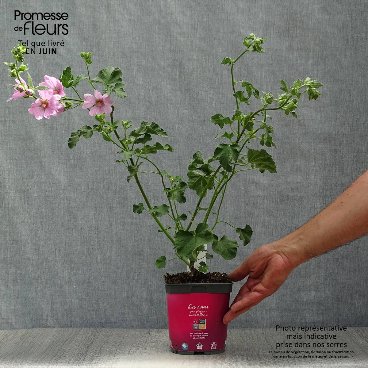 Lavatère d'Hyères - Lavatera olbia Rosea Pot de 2L/3L - Image 2