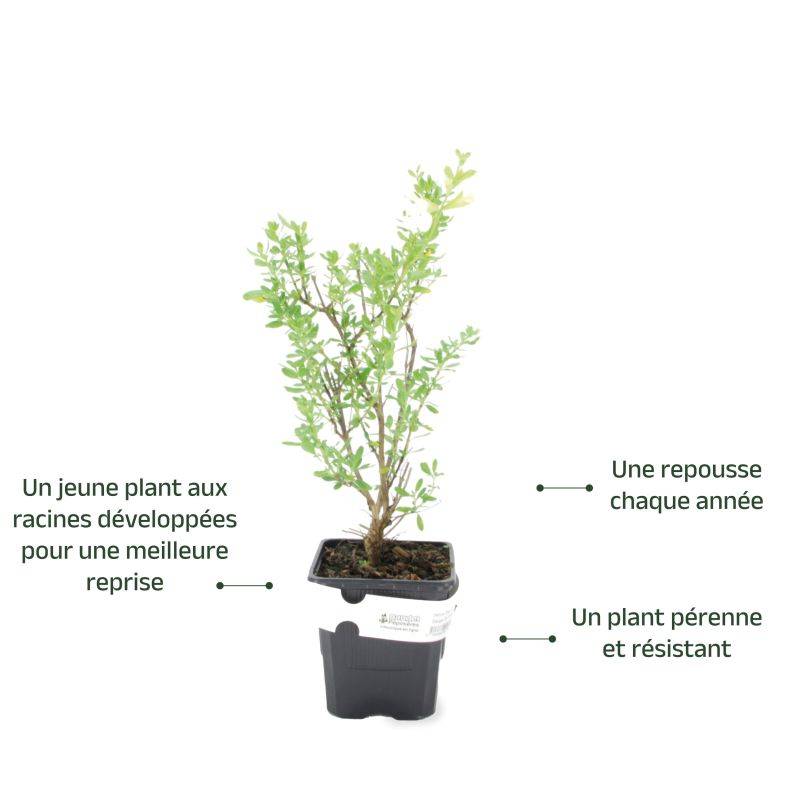 3 Sauges De Gregg Blanche (Salvia Gregii 'Alba') - Lot de 3 vivaces - Pépinières Naudet - Image 3