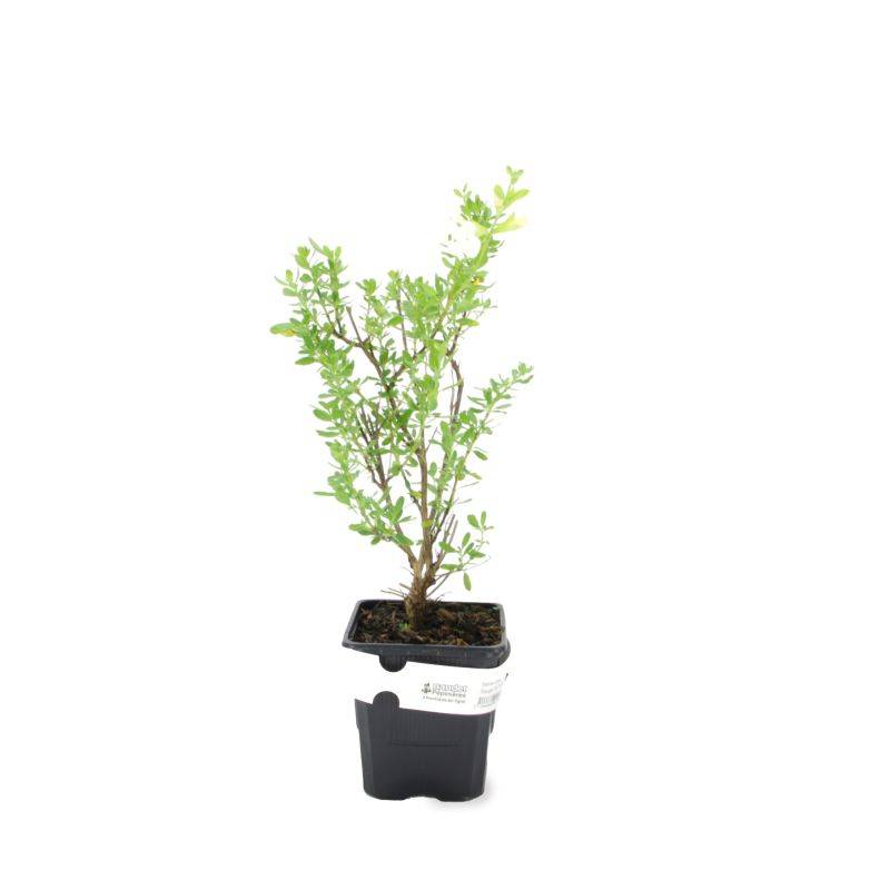 3 Sauges De Gregg Blanche (Salvia Gregii 'Alba') - Lot de 3 vivaces - Pépinières Naudet - Image 2