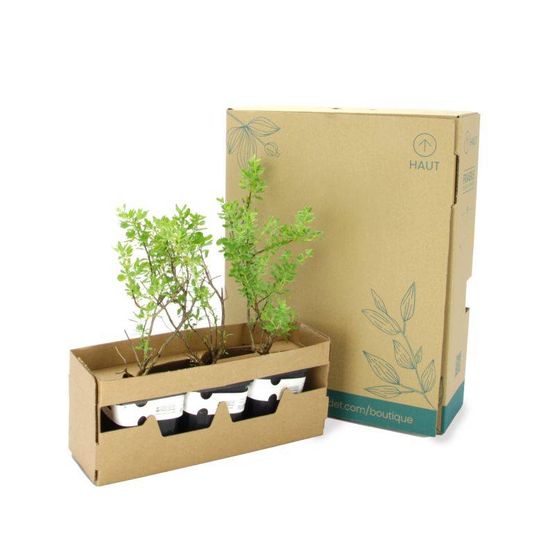3 Sauges De Gregg Blanche (Salvia Gregii 'Alba') - Lot de 3 vivaces - Pépinières Naudet - Image 5