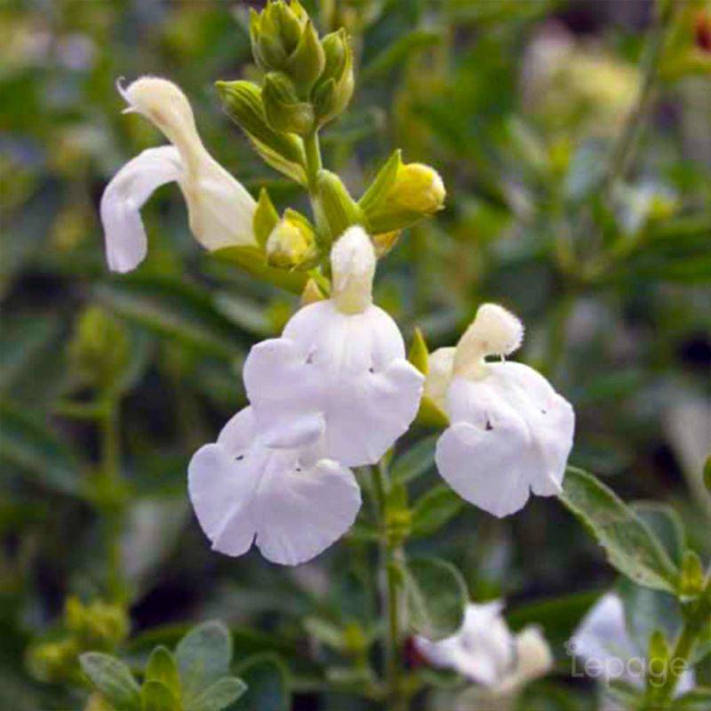 3 Sauges De Gregg Blanche (Salvia Gregii 'Alba') - Lot de 3 vivaces - Pépinières Naudet - Image 1