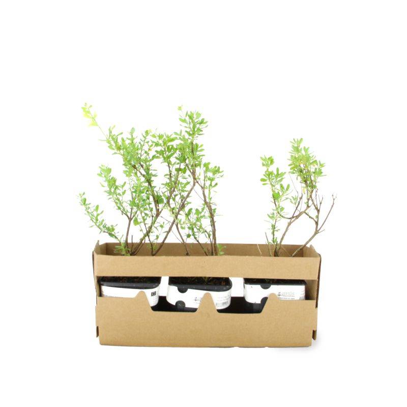 3 Sauges De Gregg Blanche (Salvia Gregii 'Alba') - Lot de 3 vivaces - Pépinières Naudet - Image 4