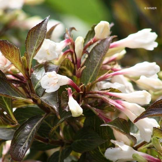 Weigela Black and White Pot de 3L/4L - Image 1