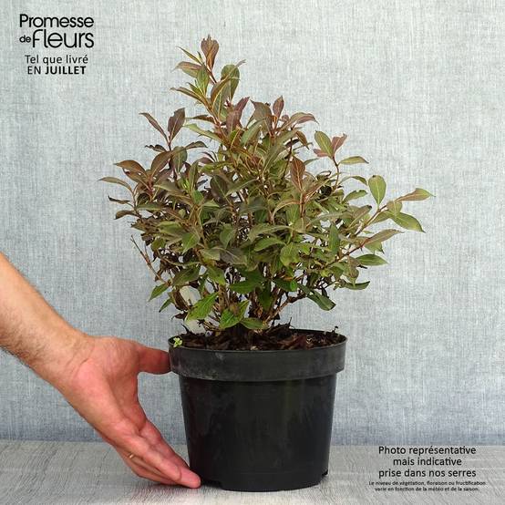 Weigela Black and White Pot de 3L/4L - Image 2