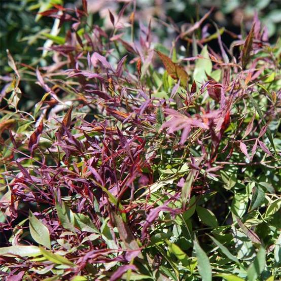 Bambou sacré - Nandina domestica Sienna Sunrise Pot de 7,5L/10L - Image 1