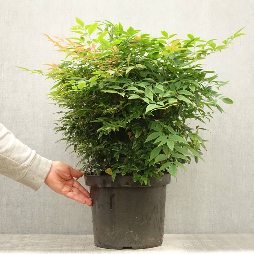 Bambou sacré - Nandina domestica Sienna Sunrise Pot de 7,5L/10L - Image 2