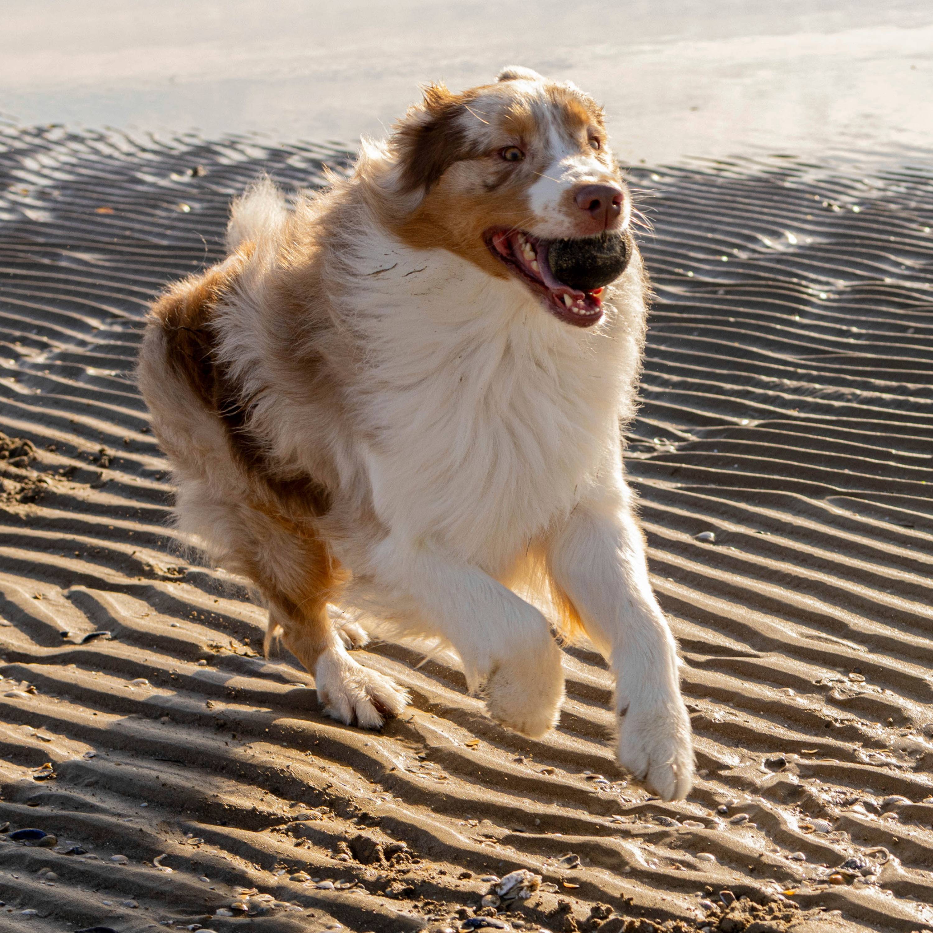 Ferplast - Ferplast Jouet Chien, Balle pour Chien, en Matériau Durable, Non Toxique, Résistante aux Morsures, pour l'Hygiene Dentaire, Rebondissant et Flottant, - Imagen 5