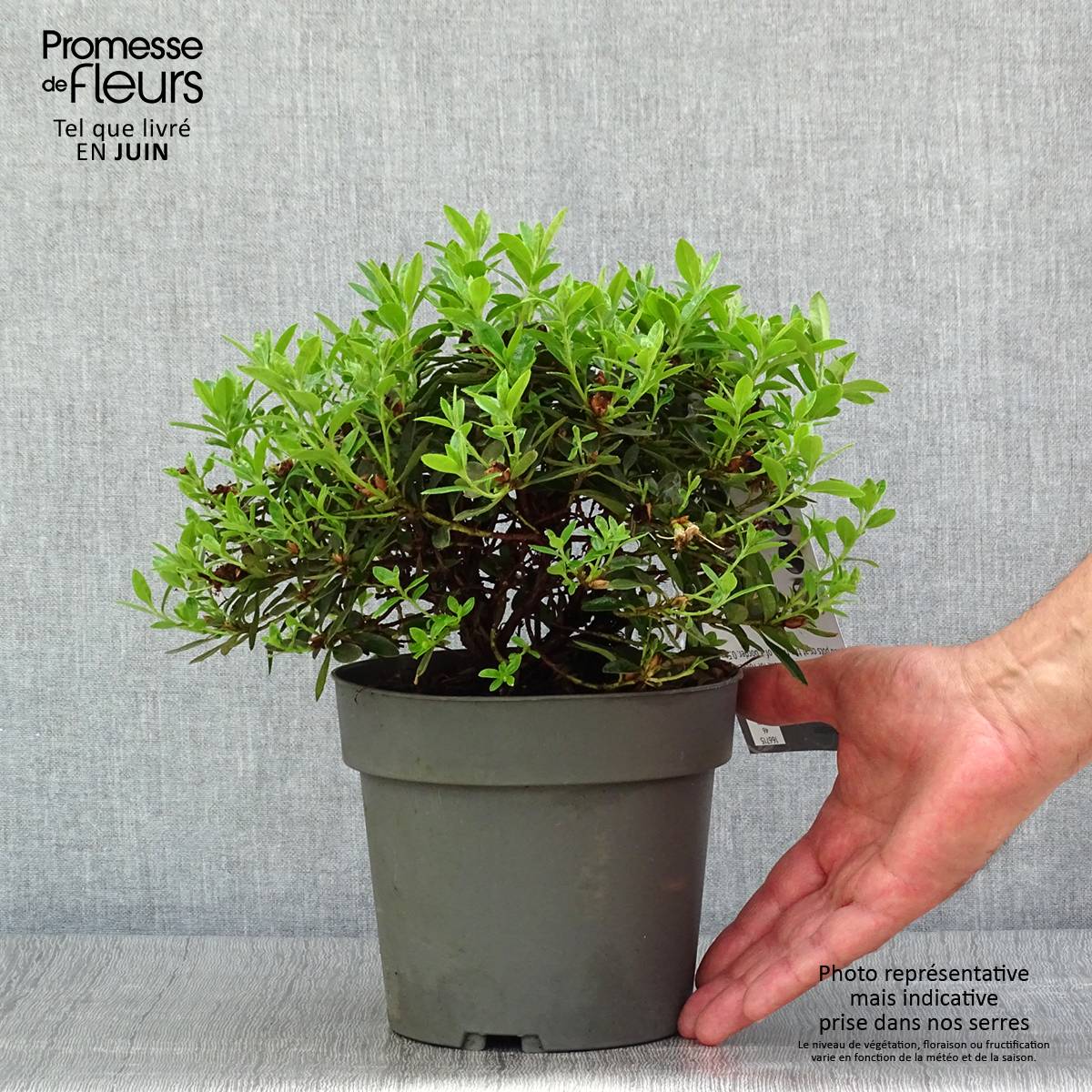 Rhododendron Moerheim - Rhododendron nain Pot de 2L/3L - Jardiland