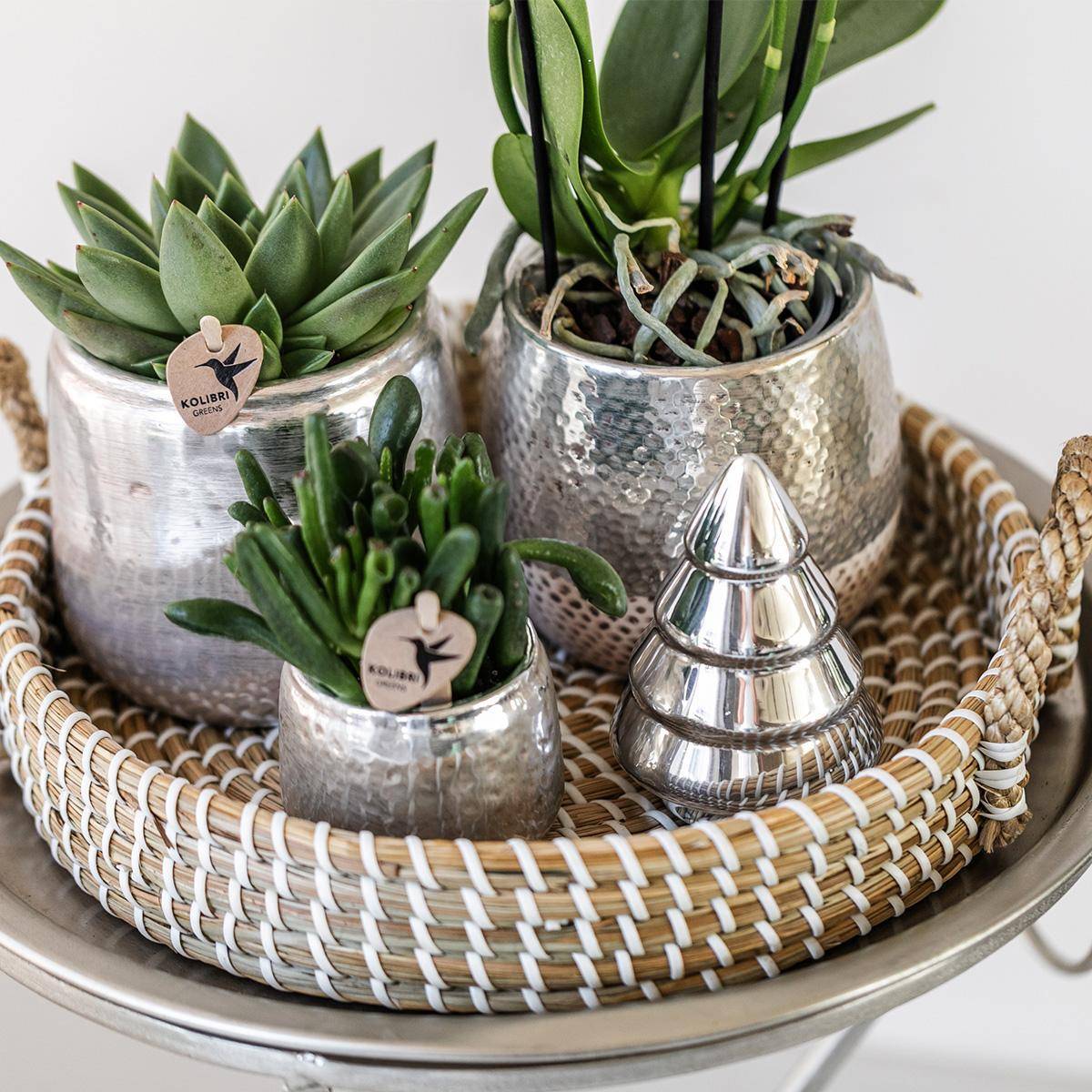 Pot décoratif Elite argenté brillant- La Green Touch - Imagen 2
