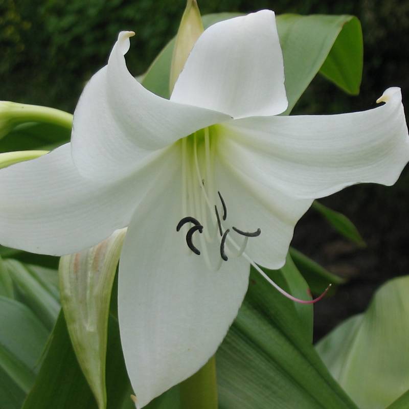 Crinum moorei Album - Crinole blanc  Bulbe calibre 24+