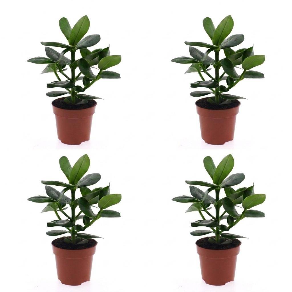 La Green Touch - Clusia rosea Princess - Arbre autographe - Lot de 4 plantes - Pot Ø12 cm, H 40 cm - Image 2