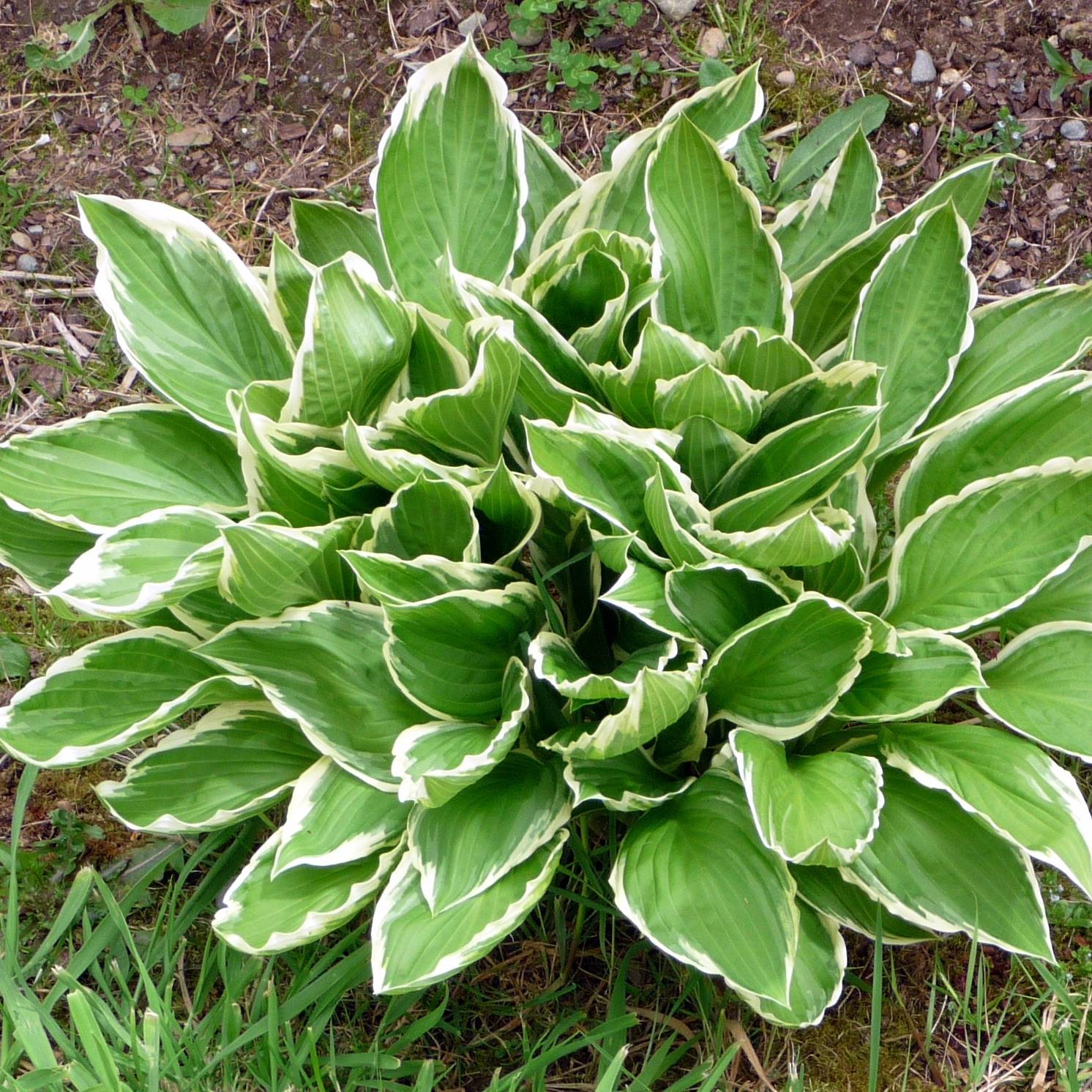 Hosta So Sweet Pot de 2L/3L