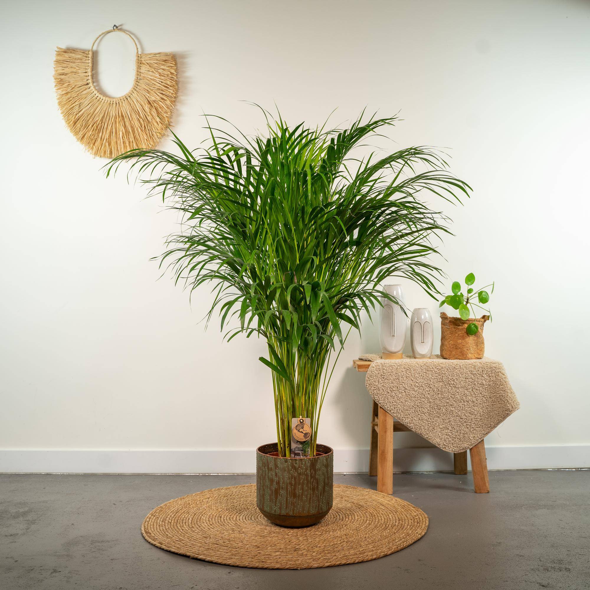 Palmier Areca - Ø21cm - ↕100cm - Plantes d'intérieur - Image 2
