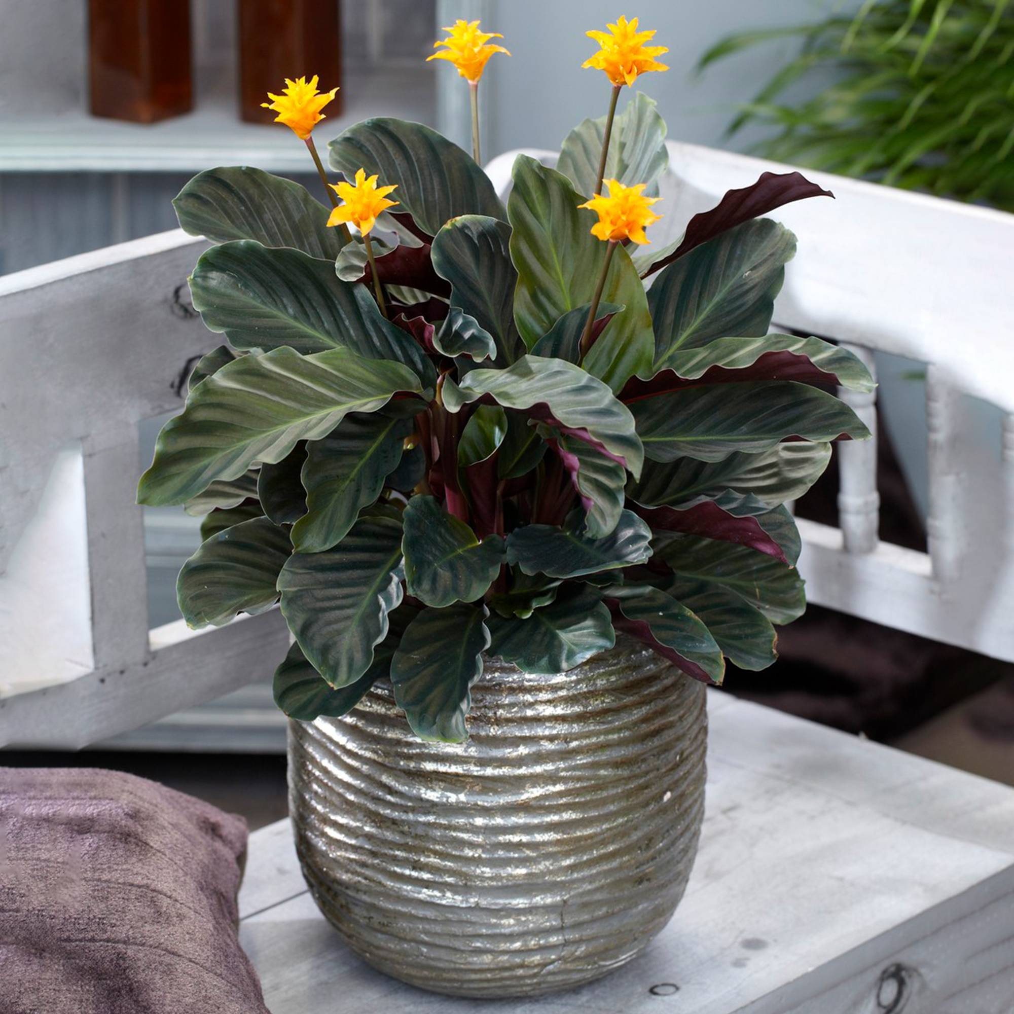 Gardenersdream - Calathea Crocata Plante D'Intérieur – Fleurissante Décorative Et Colorée En Pot 14Cm - GardenersDream - Imagen 1