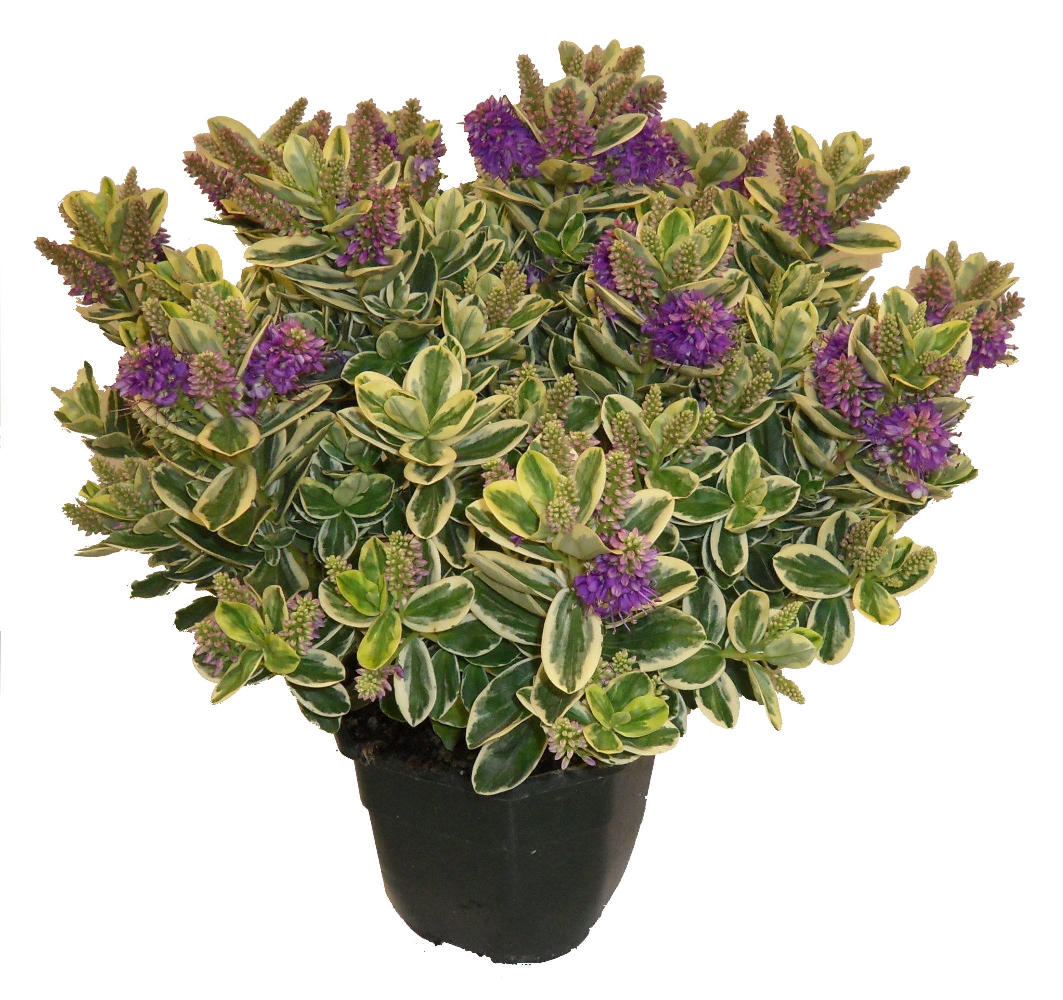Horti-Flandre - Veronique panachée p18cm - Imagen 1