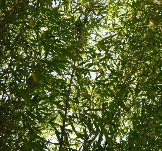 0 - Fargesia angustissima (Bambou non traçant) Pot 15 Litres - 150/200cm - 8/12 cannes - Image 2