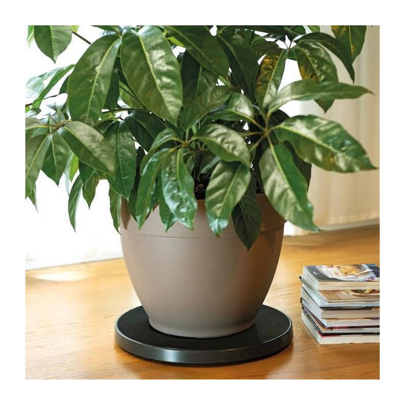 Deroma - Deroma - Roll Pot R Support A Roulettes Pour Pot De Fleurs - 39cm - Image 2