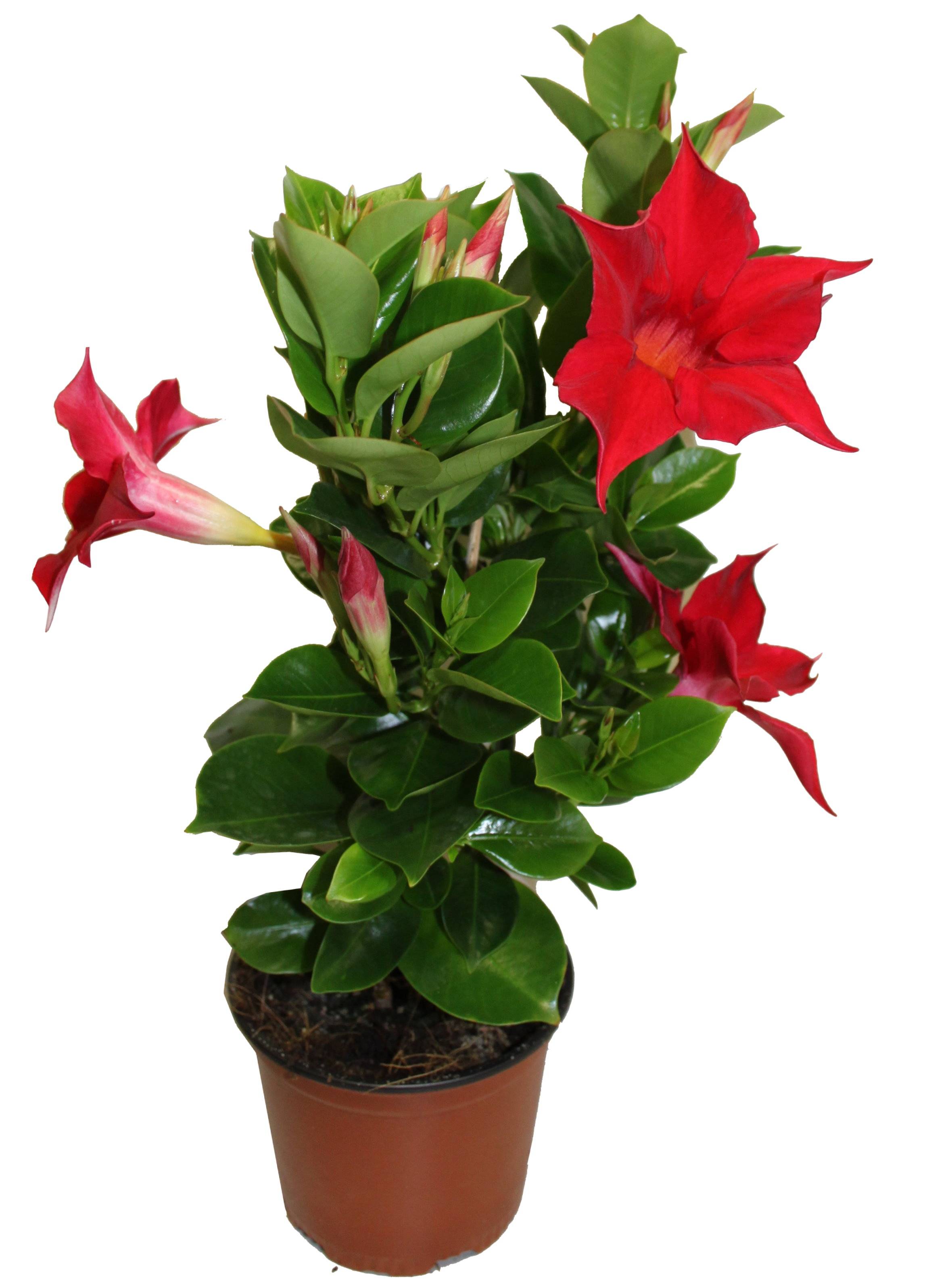 Horti-Flandre - Dipladenia Mandevilla rouge pot 10,5 cm