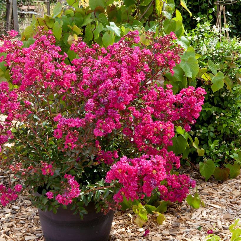 Promesse de Fleurs - Lagerstroemia indica Cherry 'Lelaro' (Bouquet Rouge) - Lilas des Indes Godet de 8/9 cm