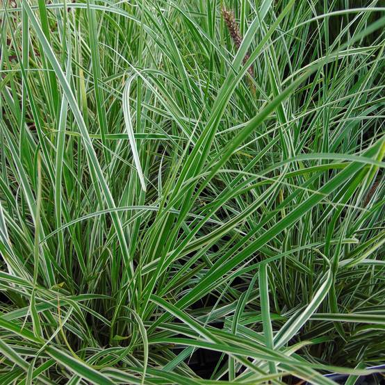 Promesse de Fleurs - Pennisetum setaceum Skyrocket - Herbe aux écouvillons Pot de 1L/1,5L