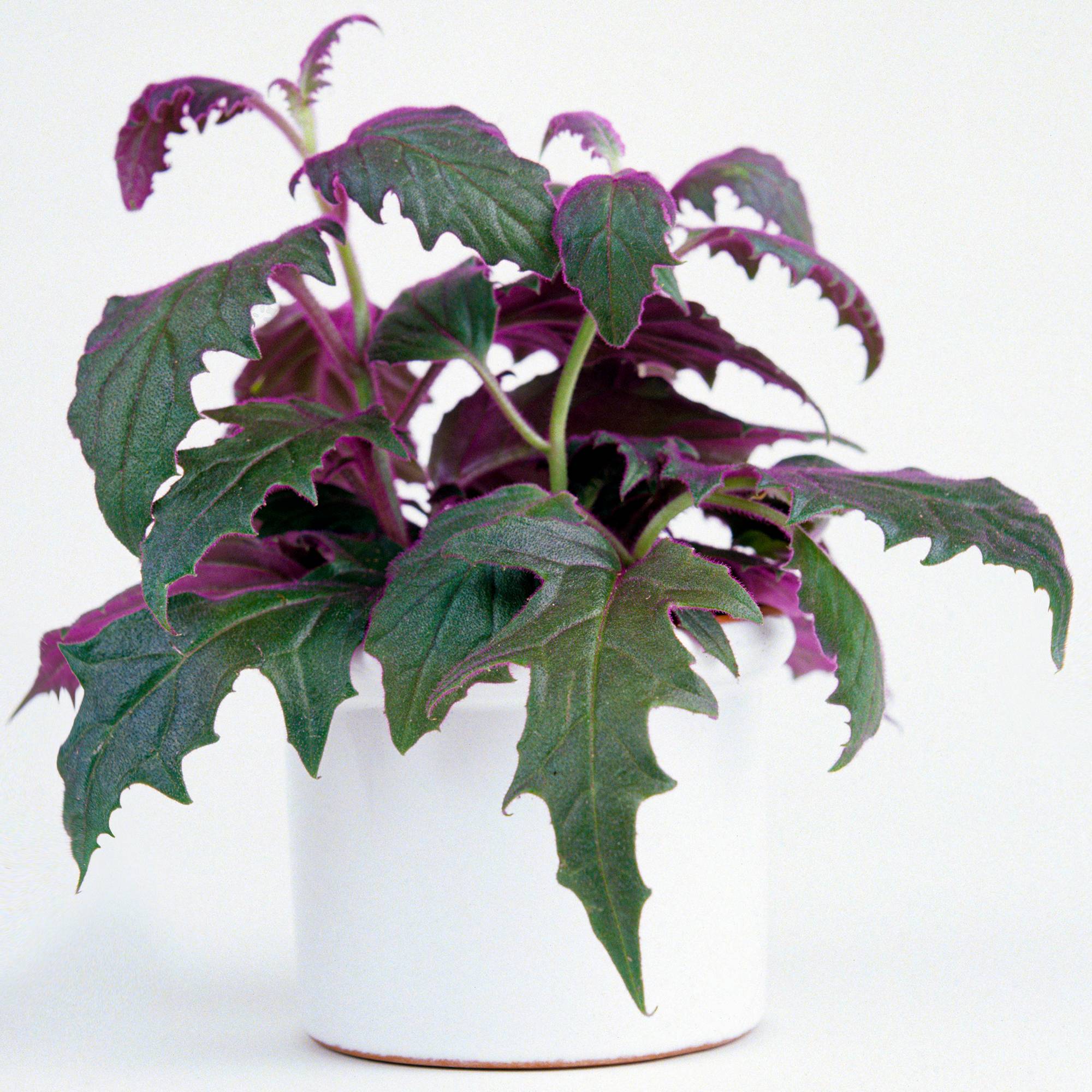 Gardenersdream - Gynura Purple Passion | Plante Velours En Pot 10-20 Cm | Plante D'Intérieur Plante À Offrir - GardenersDream - Image 1