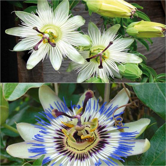 Collection 2 Passiflores - Collection de 2 plantes