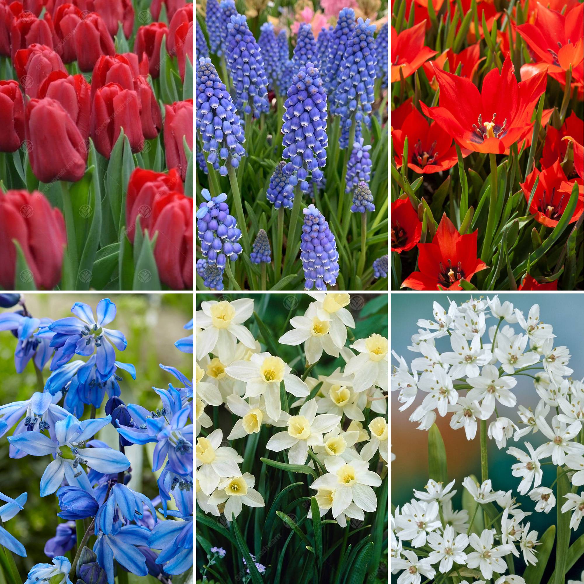Gardenersdream - Bulbes de Hollande Mix - Tulipe Muscari Scille Narcisse Allium Ampoules à fleurs (125 ampoules) - Imagen 2