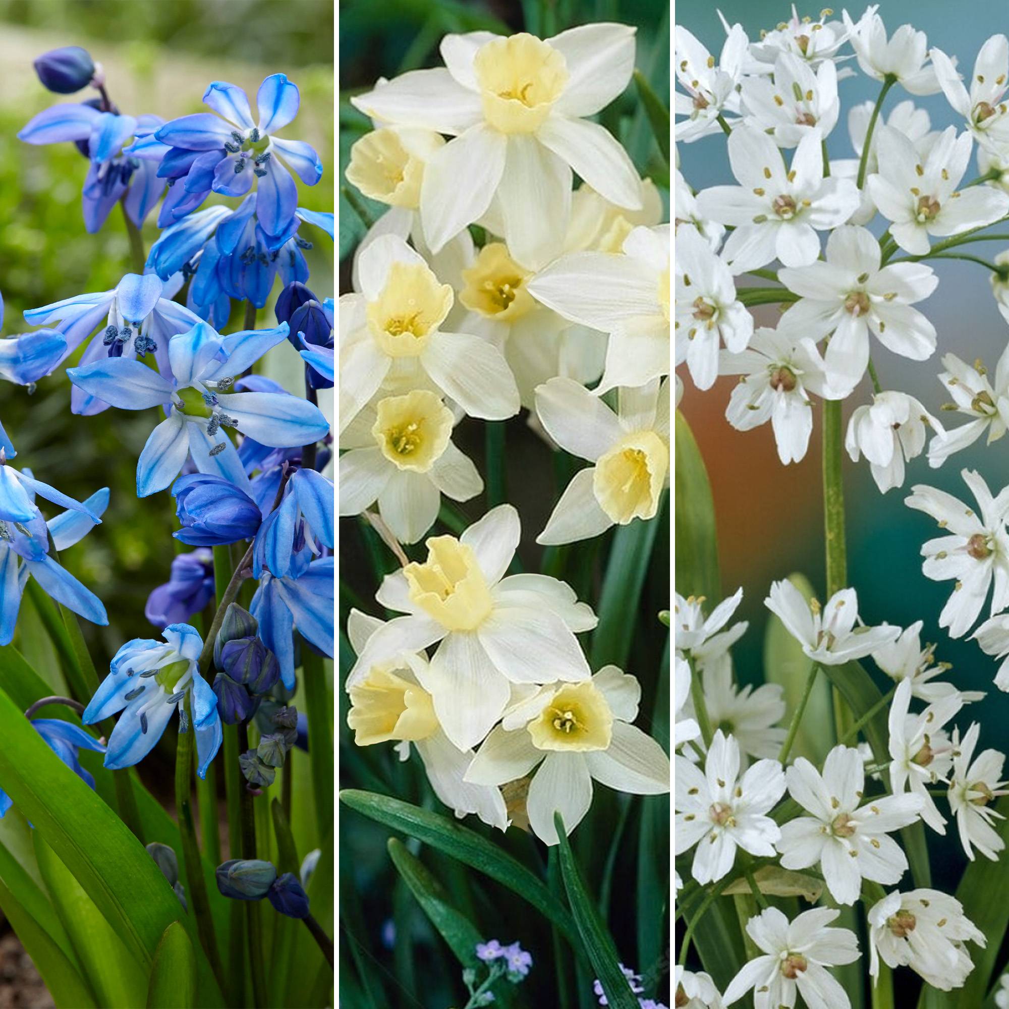 Gardenersdream - Bulbes de Hollande Mix - Tulipe Muscari Scille Narcisse Allium Ampoules à fleurs (125 ampoules) - Imagen 4