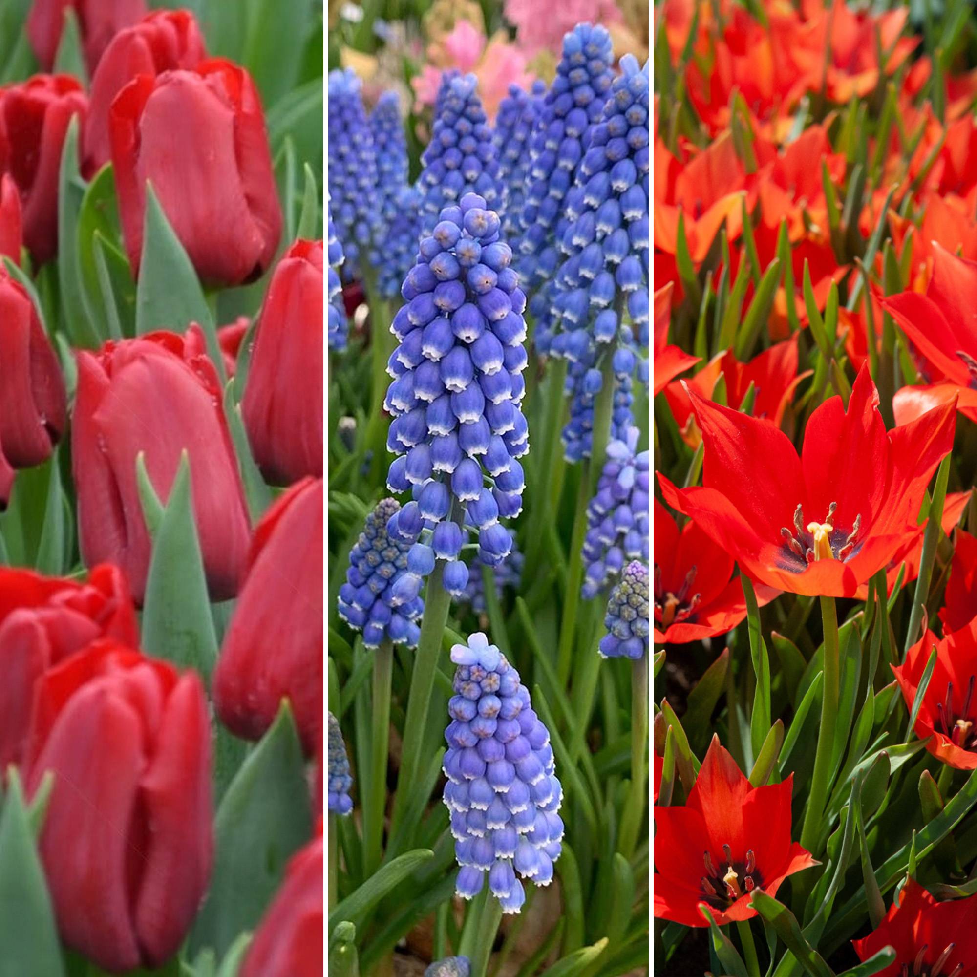 Gardenersdream - Bulbes de Hollande Mix - Tulipe Muscari Scille Narcisse Allium Ampoules à fleurs (125 ampoules) - Imagen 3
