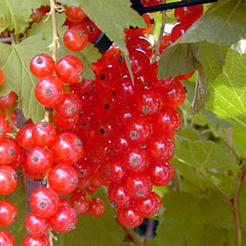 Promesse de Fleurs - Groseillier à grappes rouges Rosetta Pot de 2L/3L, Touffe
