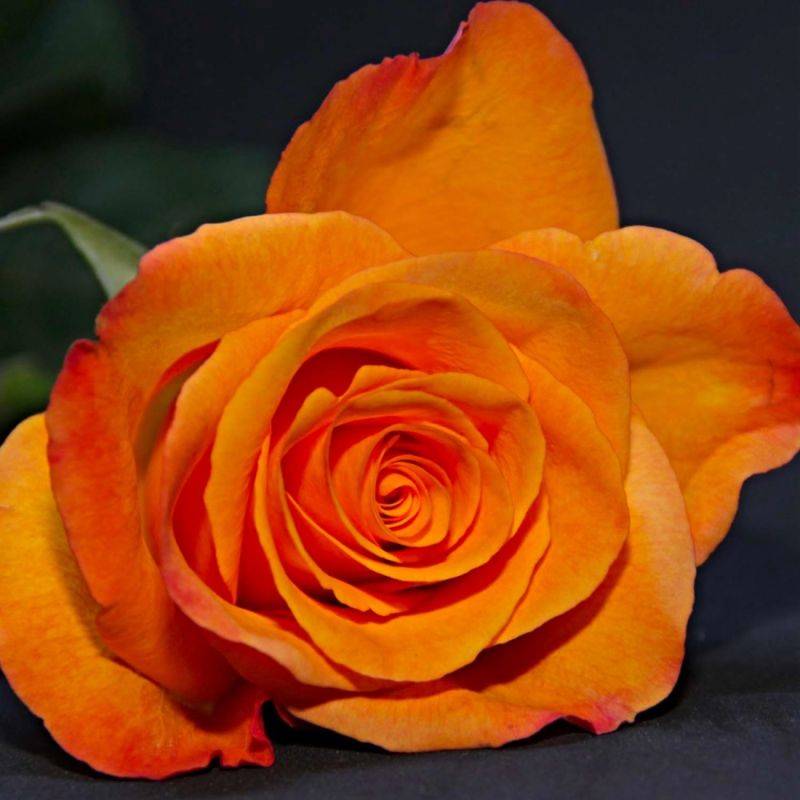 Rosier Grimpant 'Sutter's Gold' (Rosa 'Sutter's Gold') - Racines nues - Grimpant 60 à 80cm - Pépinières Naudet