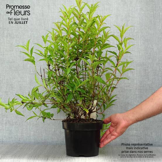 Weigela Nain rouge Courtanin Pot de 3L/4L - Image 2