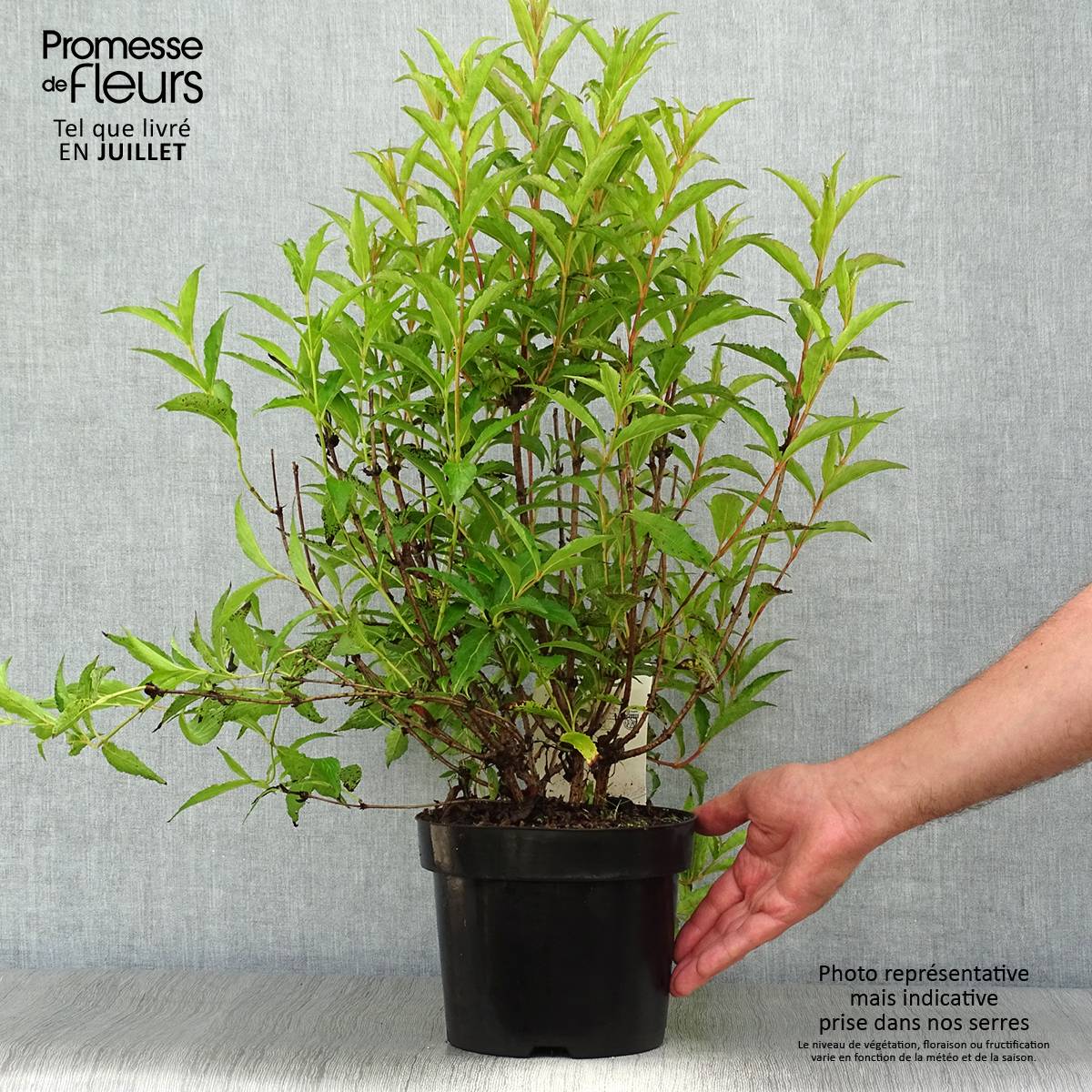 Weigela Nain rouge Courtanin Pot de 3L/4L - Image 2
