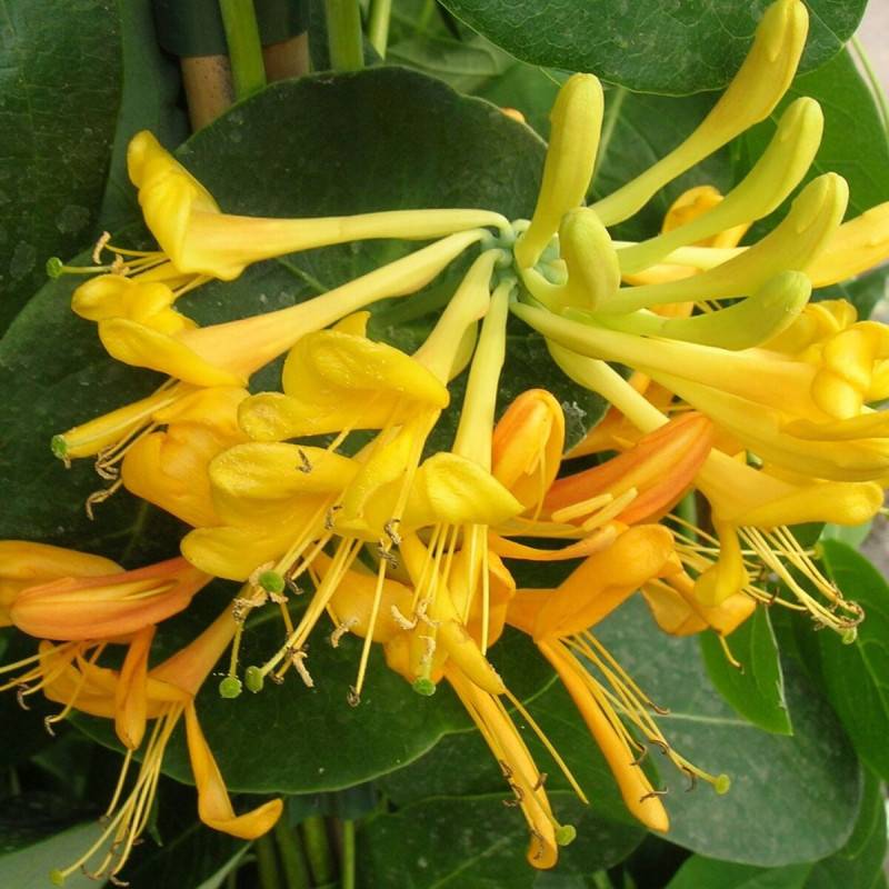 Chèvrefeuille Tellmanniana à fleurs Jaune - feuillage Caduc - Pot de 3L - Echelle bambou 60/120 cm- hauteur à maturité De 3,00 m à 5,00 m - Image 6