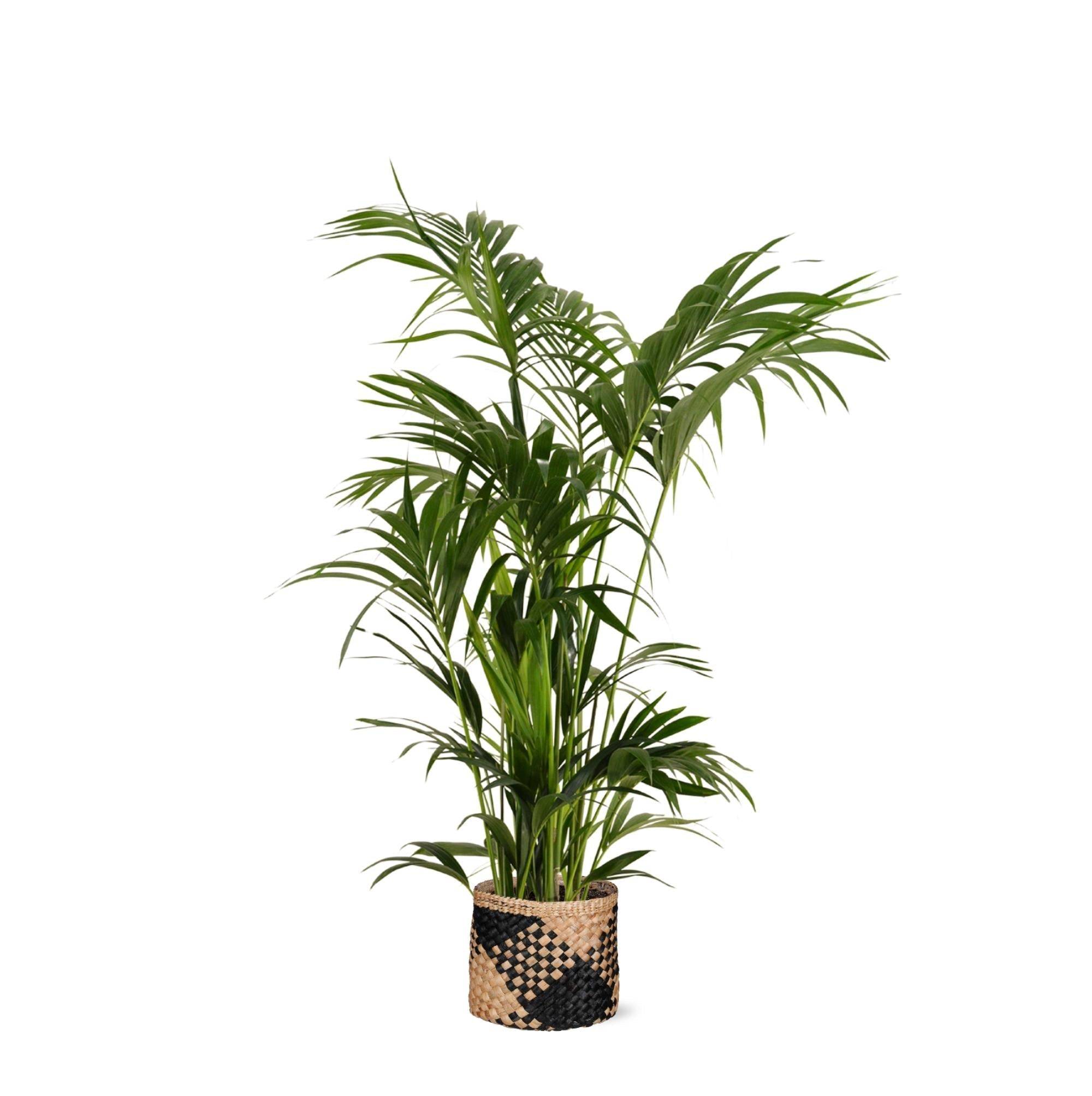 La Green Touch - Kentia Palm et son pot- La Green Touch Panier naturel Noir - Hauteur 160cm