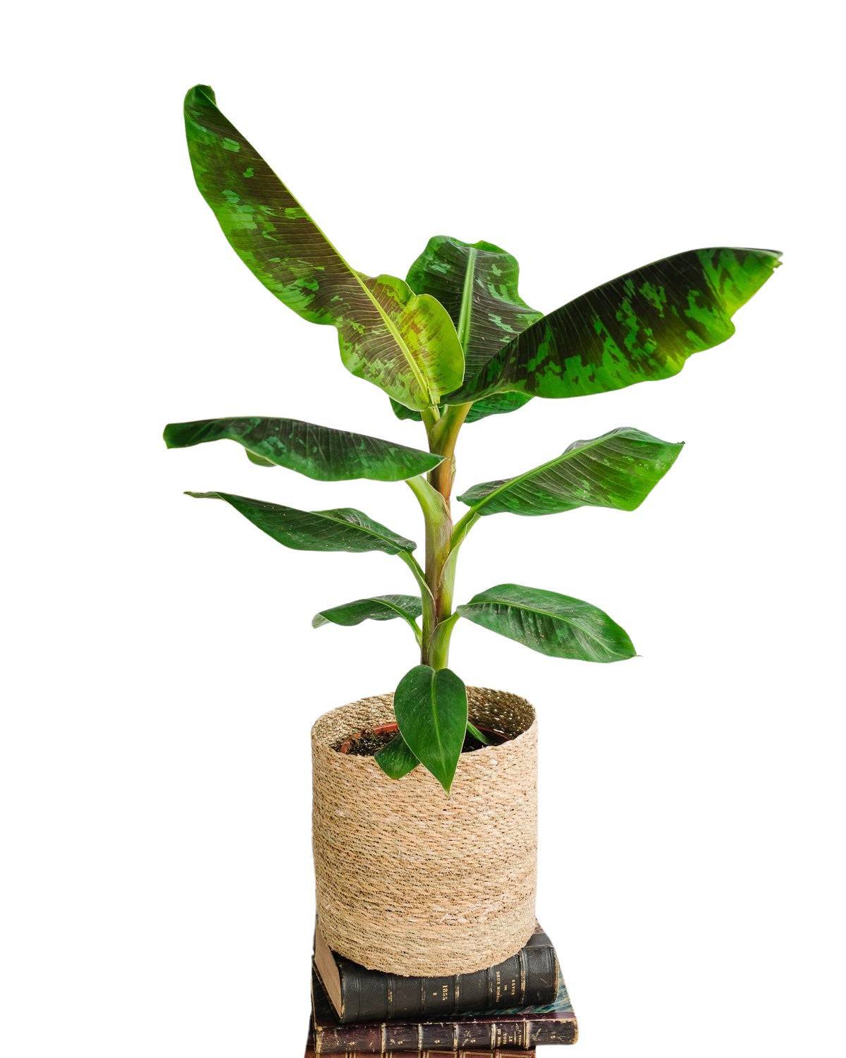 La Green Touch - Bananier Musa 90cm - Plante d'intérieur- La Green Touch - Imagen 1