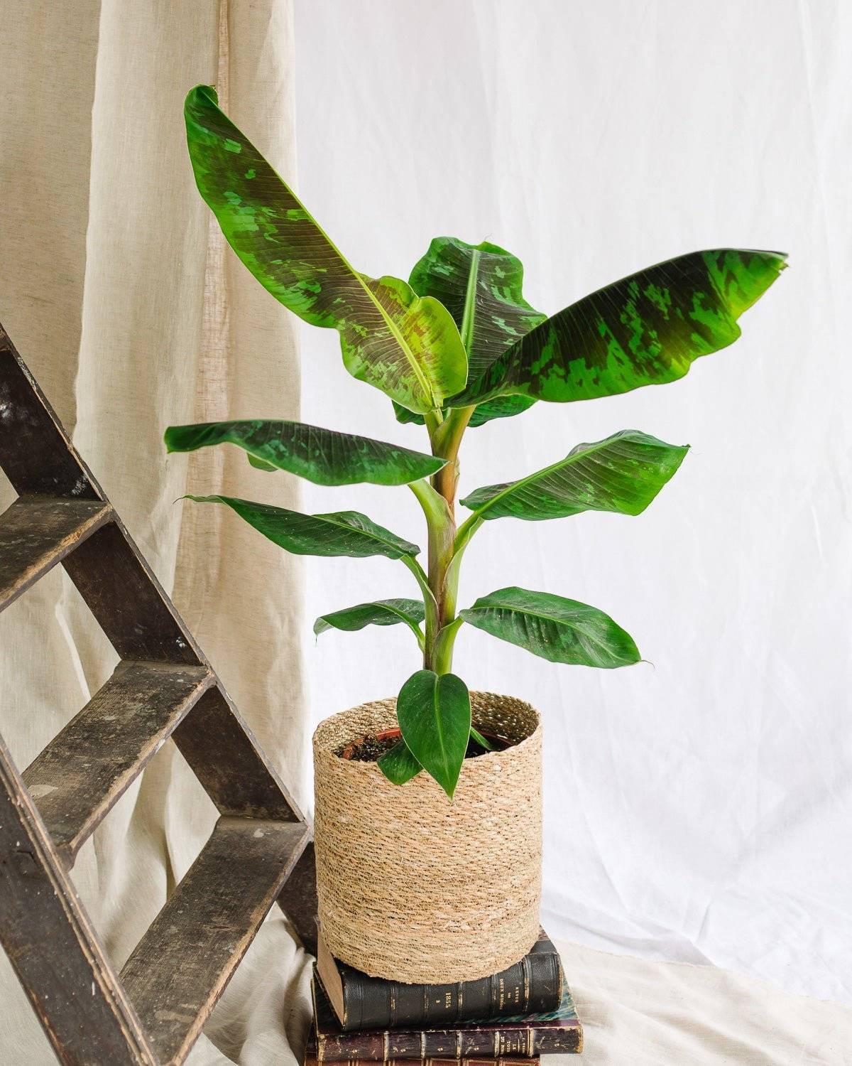 La Green Touch - Bananier Musa 90cm - Plante d'intérieur- La Green Touch - Imagen 2