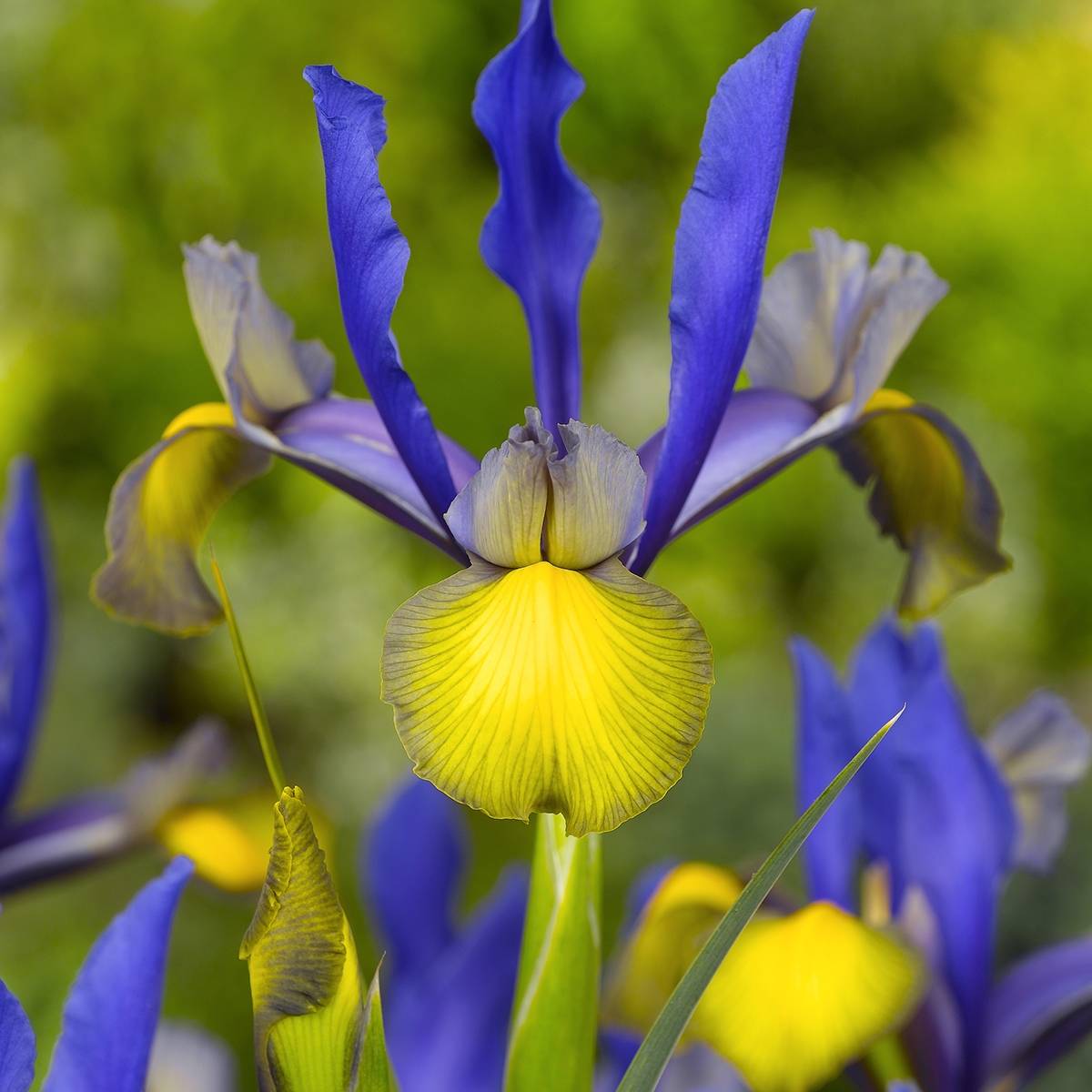 Promesse de Fleurs - Iris de Hollande Miss Saigon Bulbe calibre 8+ (par 15)