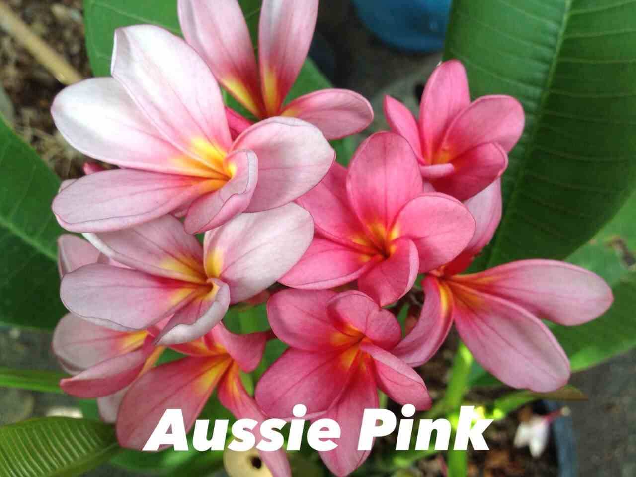 Sans Marque - Plumeria rubra "Aussie Pink" (frangipanier) Couleur floraison:Rose - Taille:Pot de 2 litres ? 20/30 cm