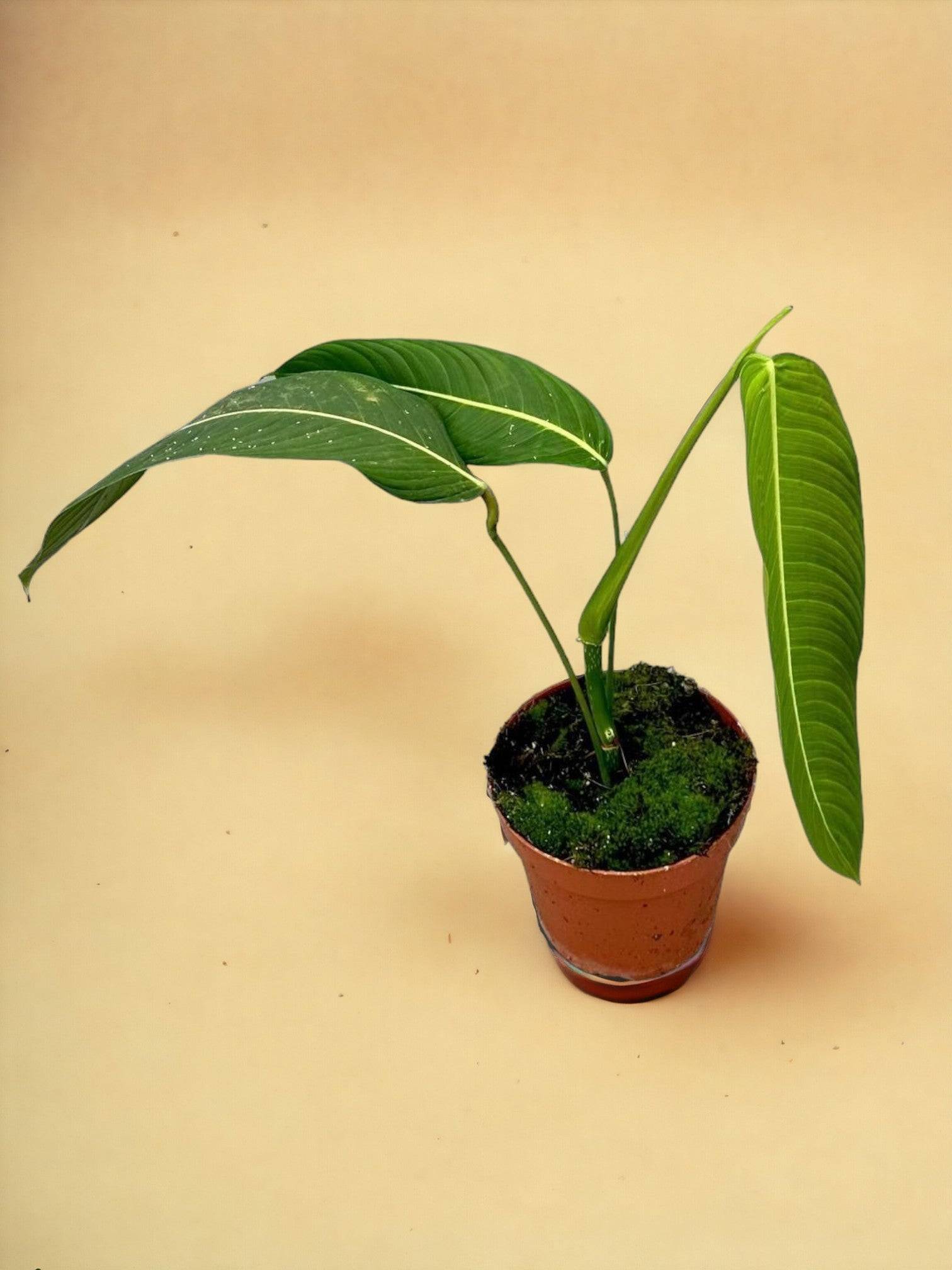 Philodendron Heterocraspedon- La Green Touch