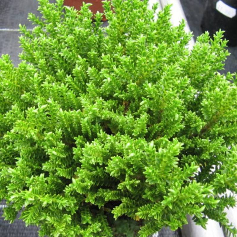 Véronique Green Globe - Pot de 3L - 20/40 cm