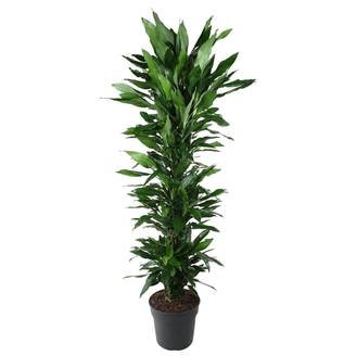 Dracaena Janet Lind Ramifié - D34 H170cm
