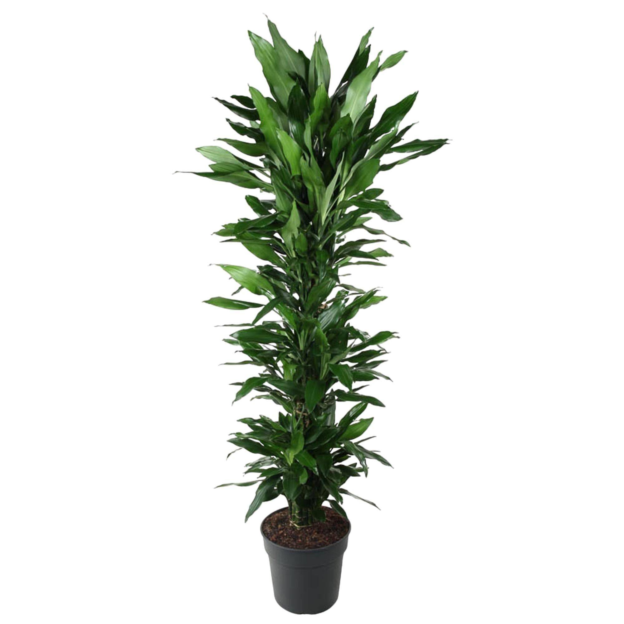 Dracaena Janet Lind Ramifié - D34 H170cm