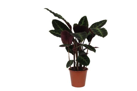 La Green Touch - Calathea Warscewiczii - D24 H90cm - Image 1