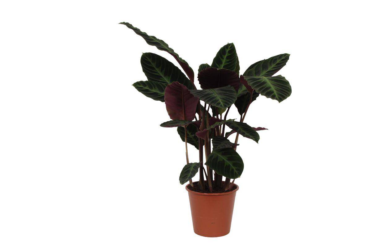 La Green Touch - Calathea Warscewiczii - D24 H90cm - Image 1