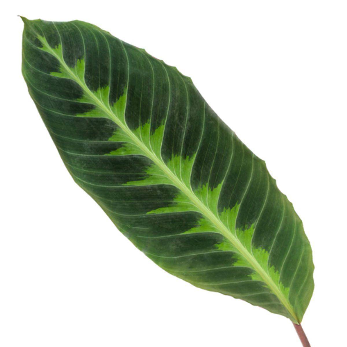 La Green Touch - Calathea Warscewiczii - D24 H90cm - Image 2